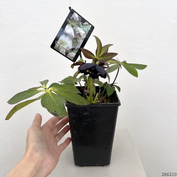 クリスマスローズ:スウィングダブル26-21/1.5Lポット【現品販売】