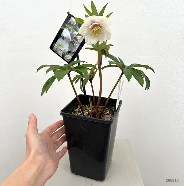 クリスマスローズ：スウィングダブル26-23／1.5Lポット・静（シズカ）【現品販売】