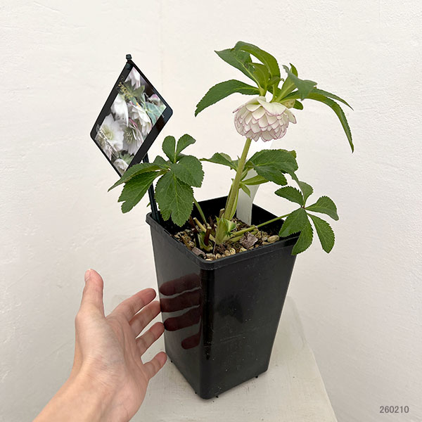 クリスマスローズ：スウィングダブル26-24／1.5Lポット・多弁【現品販売】