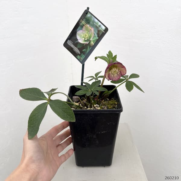 クリスマスローズ:スウィングシングル26-05/1.5Lポット【現品販売】