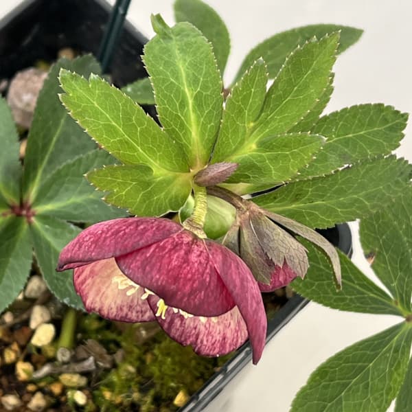 クリスマスローズ：スウィングシングル26-05／1.5Lポット【現品販売】（開花終了株）