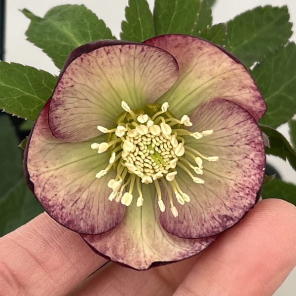 クリスマスローズ：スウィングシングル26-05／1.5Lポット【現品販売】（開花終了株）