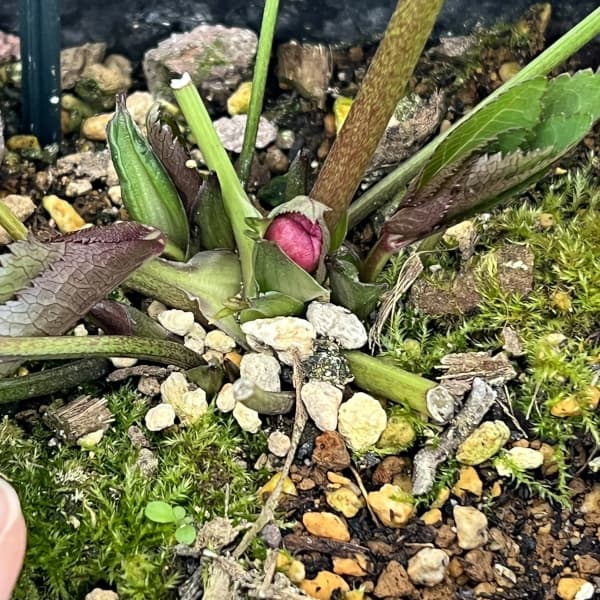 クリスマスローズ：スウィングシングル26-05／1.5Lポット【現品販売】（開花終了株）