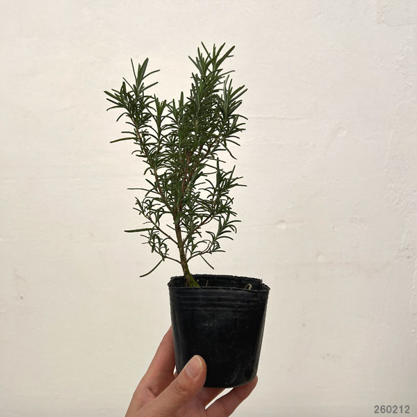 ローズマリー(立性):セイラム3号ポット