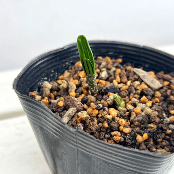 行者ニンニク（アイヌネギ）1芽植え3.5号ポット