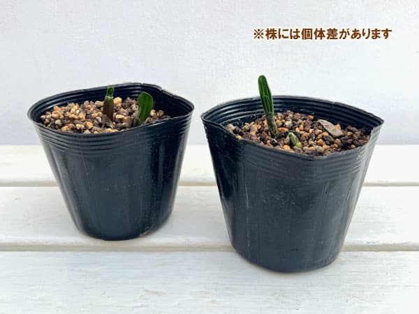 行者ニンニク（アイヌネギ）1芽植え3.5号ポット