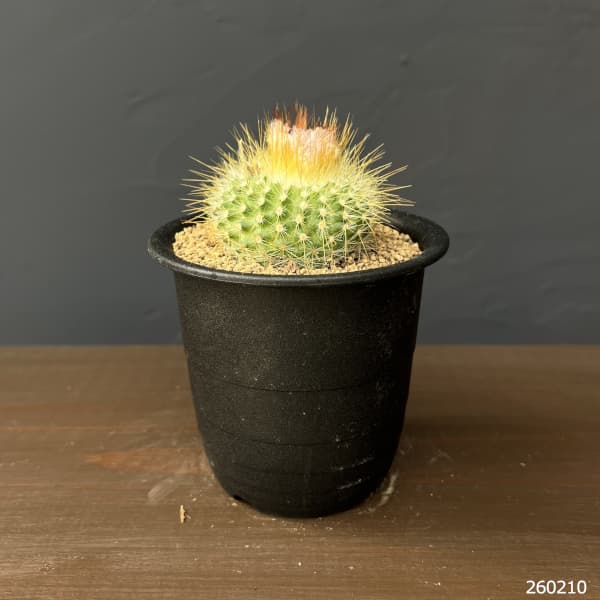 サボテン：パロジア（ノトカクタス）錦翁玉　3号鉢植え