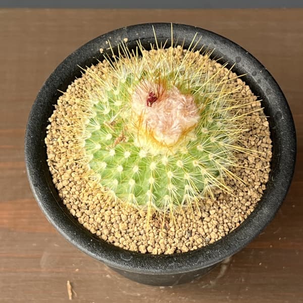 サボテン：パロジア（ノトカクタス）錦翁玉　3号鉢植え