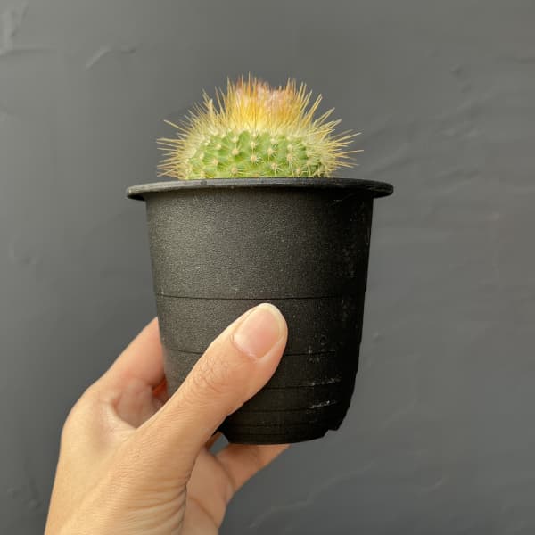 サボテン：パロジア（ノトカクタス）錦翁玉　3号鉢植え