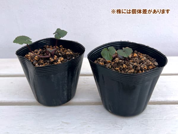 畑ワサビ3.5号ポット