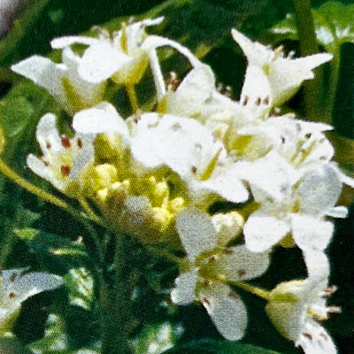 畑ワサビ3.5号ポット