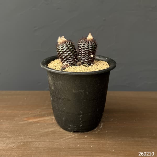 サボテン：フライレア　エキキタナ　 3号鉢植え