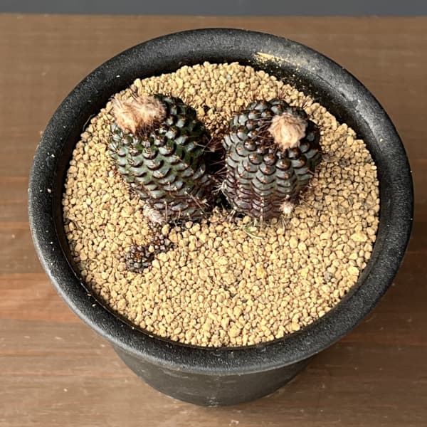 サボテン：フライレア　エキキタナ　 3号鉢植え