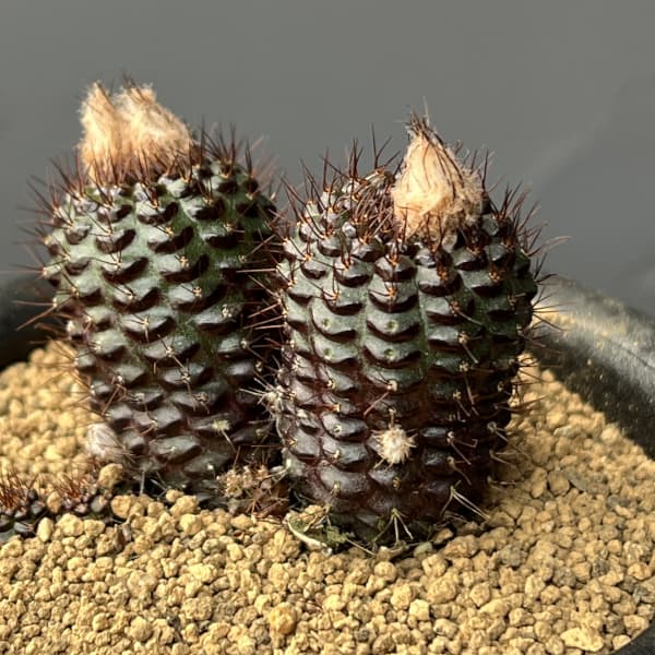 サボテン：フライレア　エキキタナ　 3号鉢植え