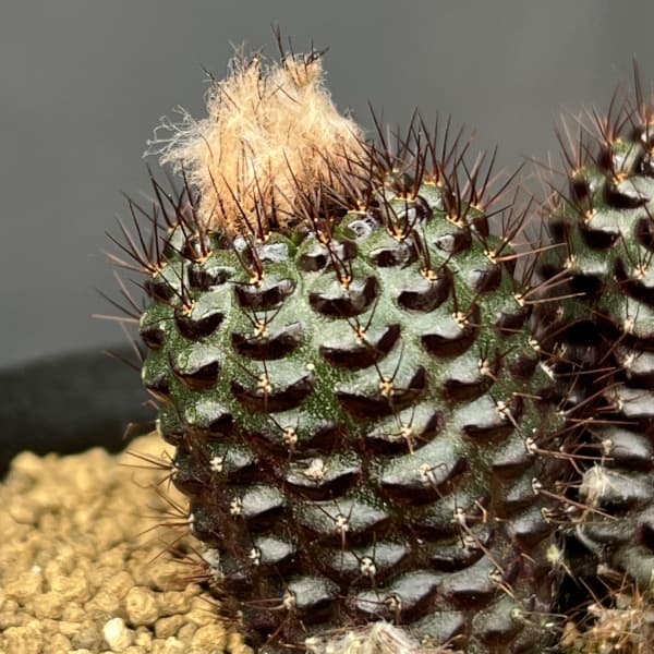 サボテン：フライレア　エキキタナ　 3号鉢植え