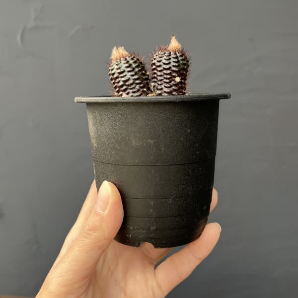 サボテン：フライレア　エキキタナ　 3号鉢植え