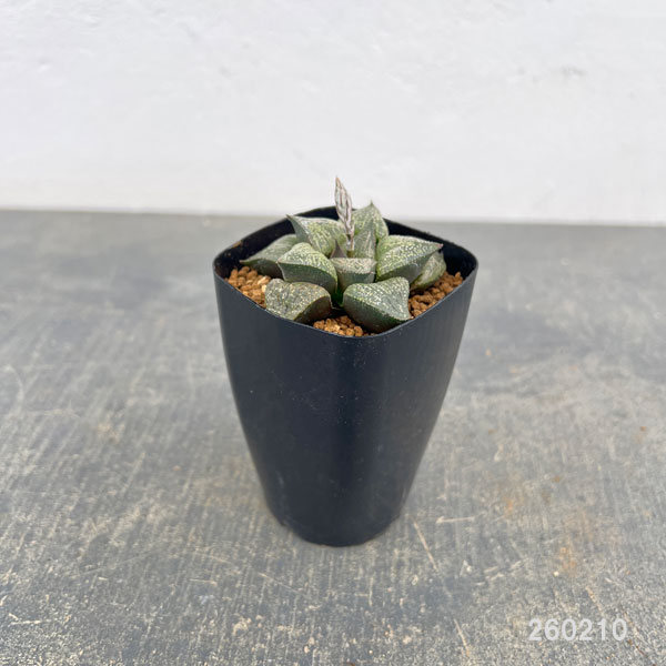 ハオルチア：P６×TN白夜ピクタ　2.5号鉢植え