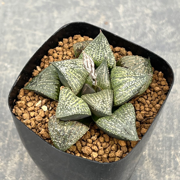 ハオルチア：P６×TN白夜ピクタ　2.5号鉢植え