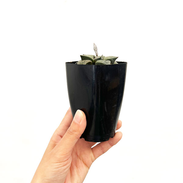 ハオルチア：P６×TN白夜ピクタ　2.5号鉢植え