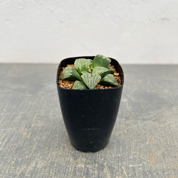 ハオルチア：めっちゃ白×前人未踏　2.5号鉢植え