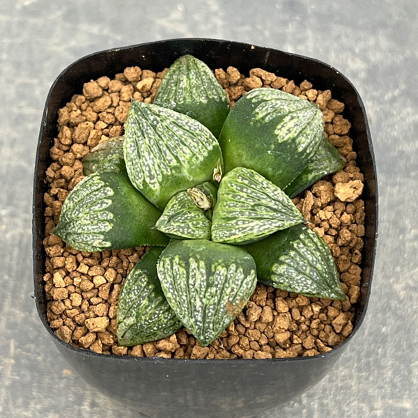 ハオルチア：めっちゃ白×前人未踏　2.5号鉢植え