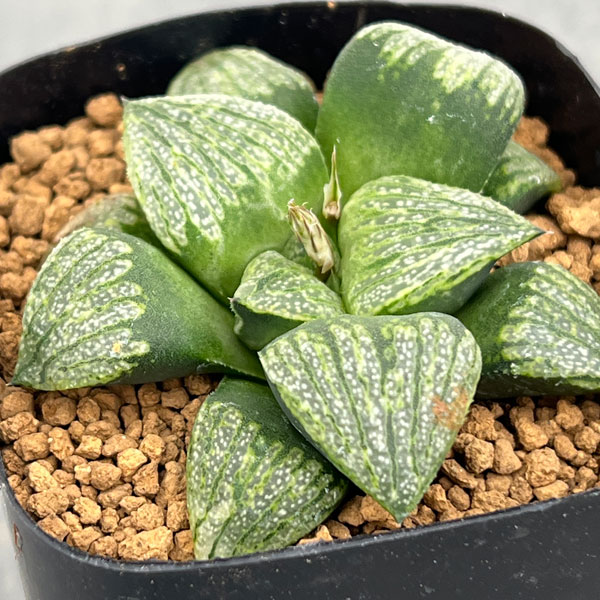 ハオルチア：めっちゃ白×前人未踏　2.5号鉢植え