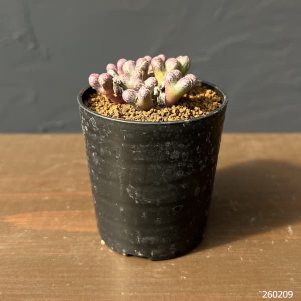 コノフィツム（原種系）：ルックホフィー 2.5号ポット