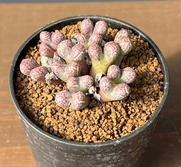 コノフィツム（原種系）：ルックホフィー 2.5号ポット