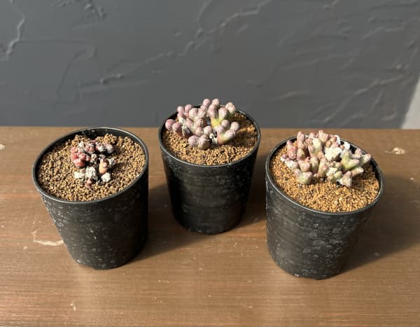 コノフィツム（原種系）：ルックホフィー 2.5号ポット