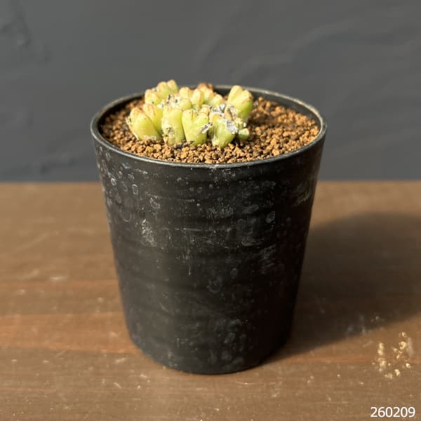 コノフィツム（原種系）：タンティルム ヘレナエ 2.5号ポット