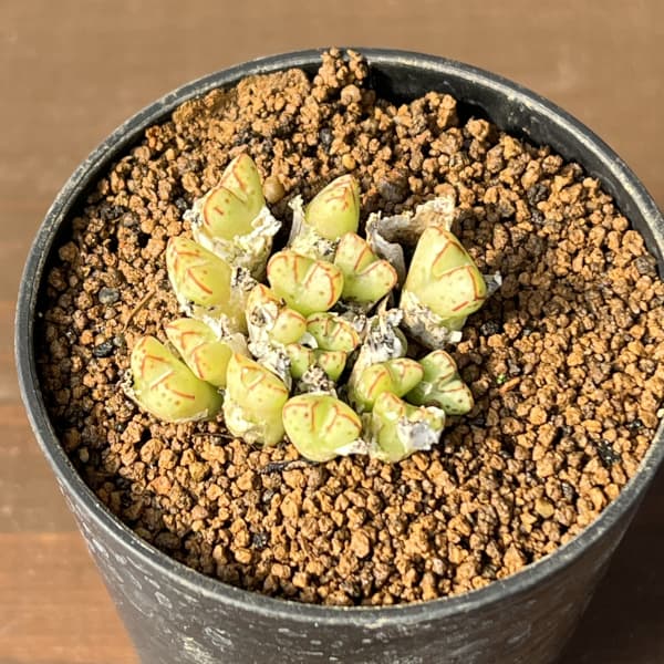 コノフィツム（原種系）：タンティルム ヘレナエ 2.5号ポット