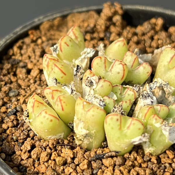 コノフィツム（原種系）：タンティルム ヘレナエ 2.5号ポット