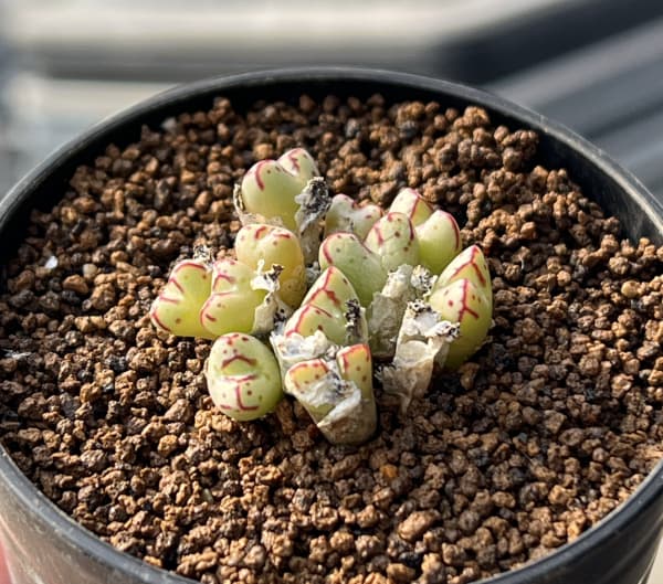 コノフィツム（原種系）：タンティルム ヘレナエ 2.5号ポット