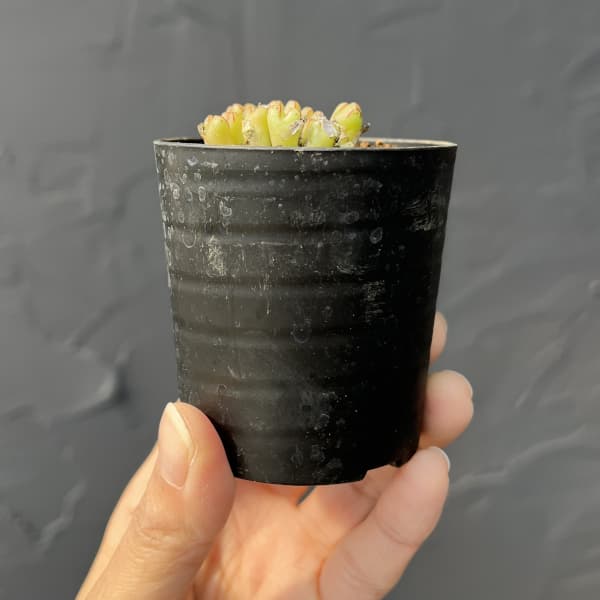 コノフィツム（原種系）：タンティルム ヘレナエ 2.5号ポット