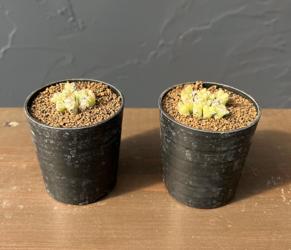 コノフィツム（原種系）：タンティルム ヘレナエ 2.5号ポット