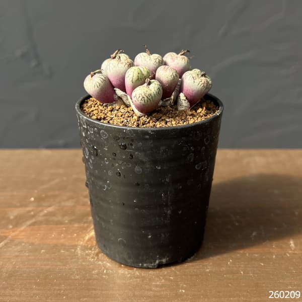 コノフィツム（原種系）：ウビフォルメ 2.5号ポット