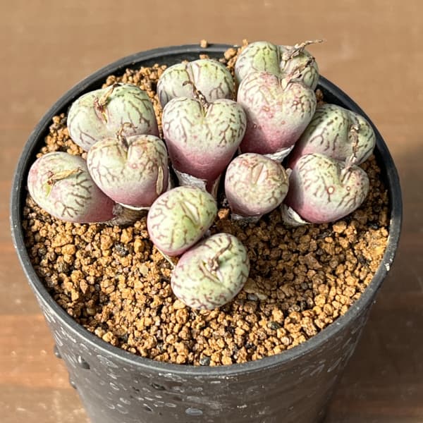 コノフィツム（原種系）：ウビフォルメ 2.5号ポット