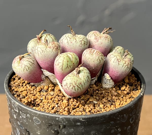 コノフィツム（原種系）：ウビフォルメ 2.5号ポット