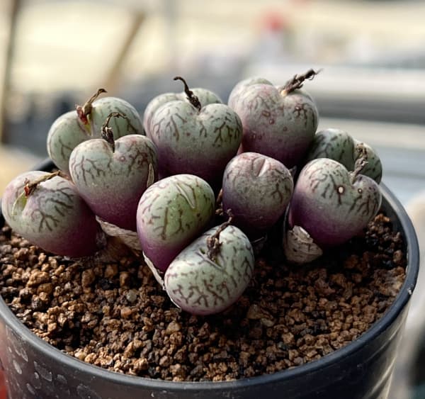 コノフィツム（原種系）：ウビフォルメ 2.5号ポット