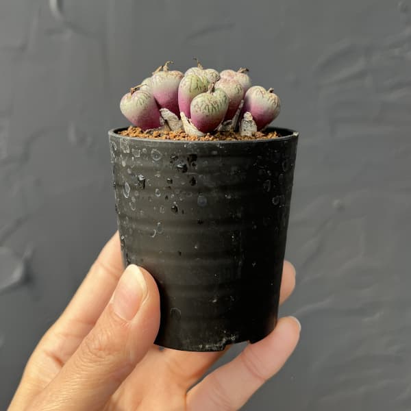 コノフィツム（原種系）：ウビフォルメ 2.5号ポット