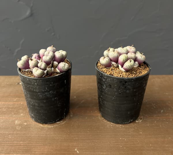 コノフィツム（原種系）：ウビフォルメ 2.5号ポット