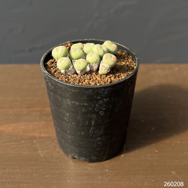 コノフィツム（原種系）：ジュクンダム オルビクム 2.5号ポット