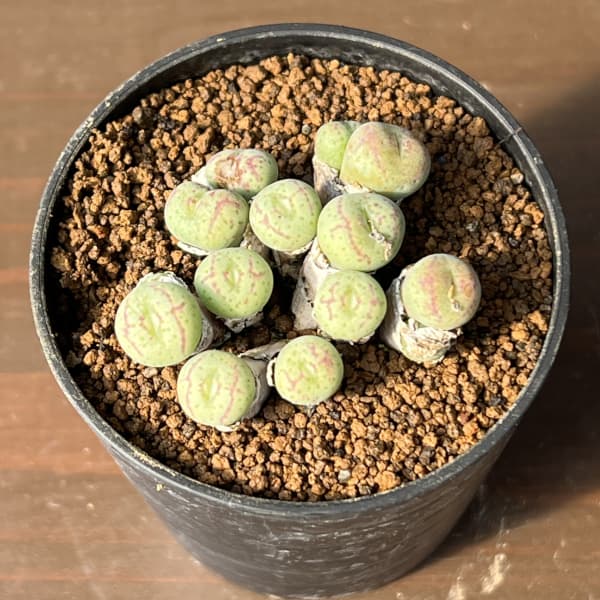 コノフィツム（原種系）：ジュクンダム オルビクム 2.5号ポット