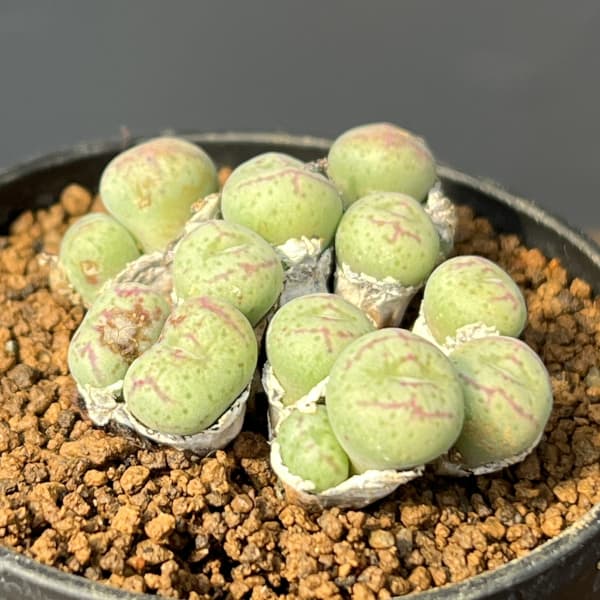 コノフィツム（原種系）：ジュクンダム オルビクム 2.5号ポット