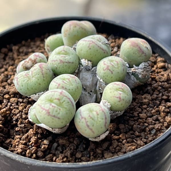 コノフィツム（原種系）：ジュクンダム オルビクム 2.5号ポット