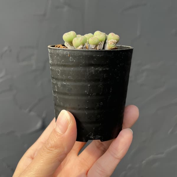 コノフィツム（原種系）：ジュクンダム オルビクム 2.5号ポット