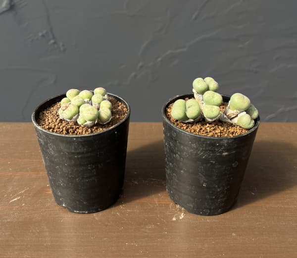 コノフィツム（原種系）：ジュクンダム オルビクム 2.5号ポット