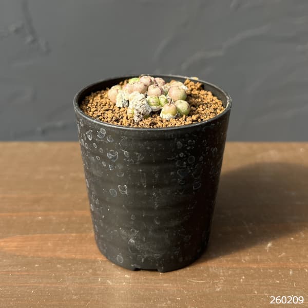 コノフィツム（原種系）：ミヌスクルム 2.5号ポット