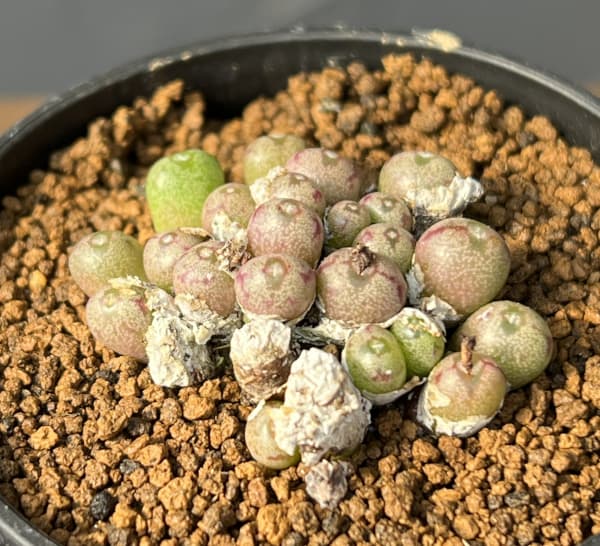 コノフィツム（原種系）：ミヌスクルム 2.5号ポット