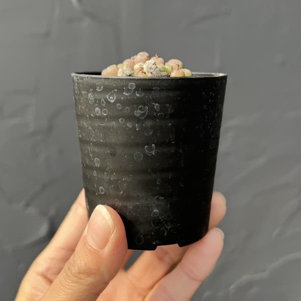 コノフィツム（原種系）：ミヌスクルム 2.5号ポット